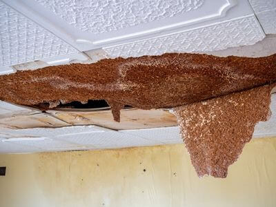 Professional ceiling water damage repair services in Dallas - water damage cleanup